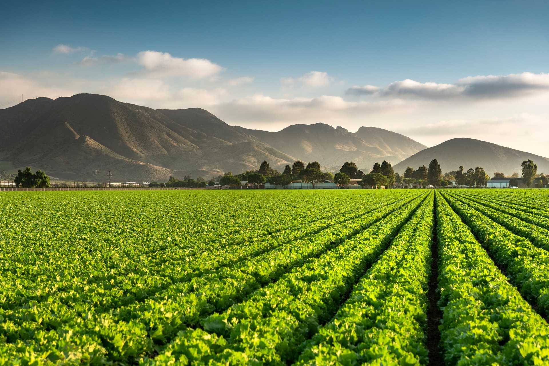 Crops grow on fertile agricultural farm land